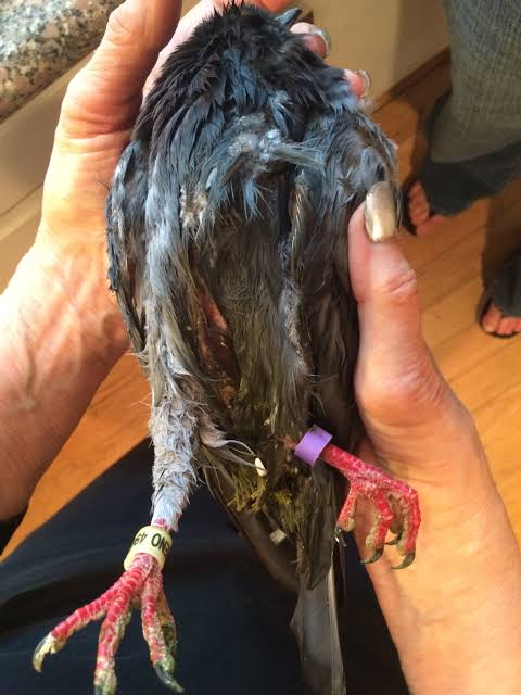 Tragic Loss for Pigeon Breeder Community: Owner Grieves After Devastating Incident